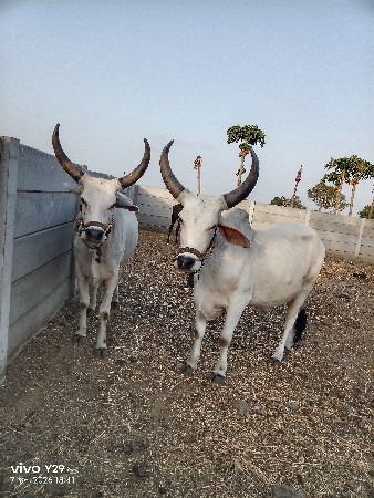 વેચવાના સે