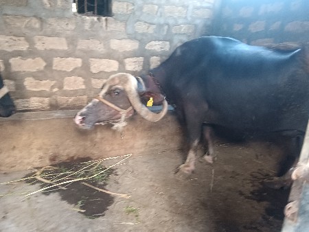 ભેંસ