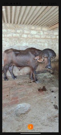 પાડો વેચવાનો છે