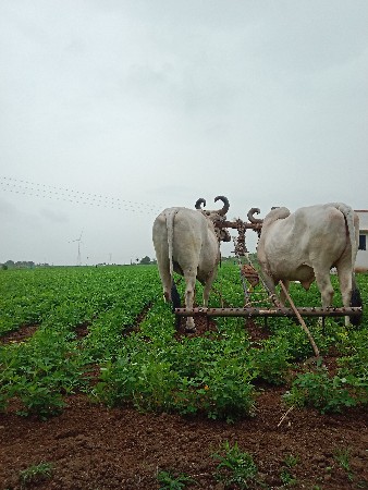 બળદ વેચવાના છે