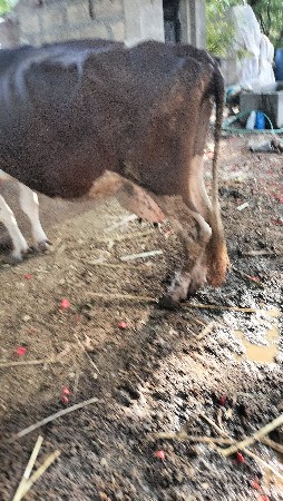 ગાય