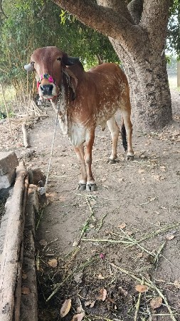 વેચવાની છે
