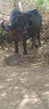 પેલા વેતરમાં ખડાઈ વેચવાની છે