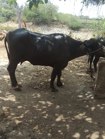 ભેસ વેસવી