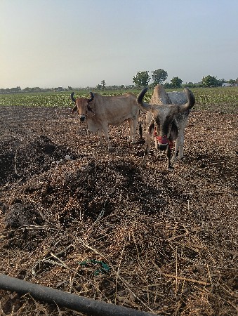 બરદ વેસવાનાસે