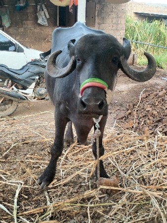 પરબત આહીર