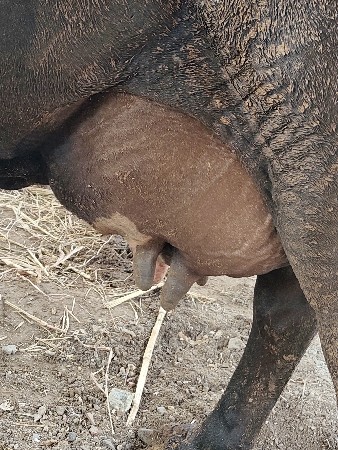 એસબ ગાય વેચવાની છે