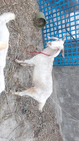 gulabi gideda ne patiri bakri