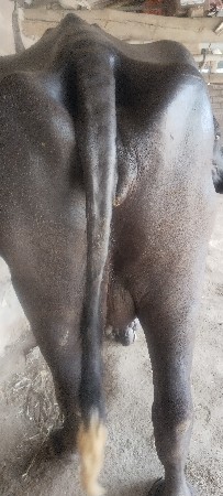 ભેંસ વેચવાની છે