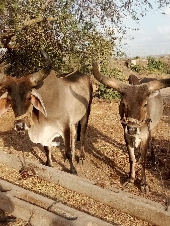 ગોઢલા વેસવાના છે