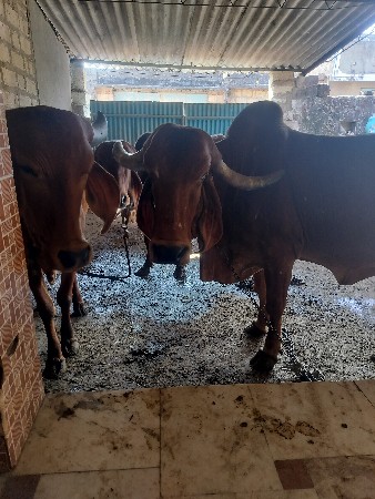 સાવ સોજી ગાય