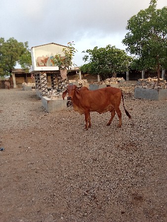 ગાય વેચવાની છે