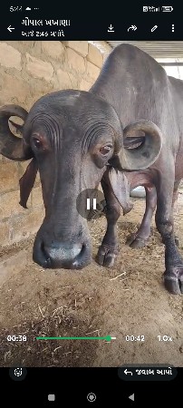 15.દીવસની.કાચી