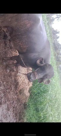 ભેંસ વેશવાની સે