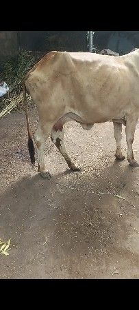 ગાય વેચવાની છે ગાય ભેંસ છે