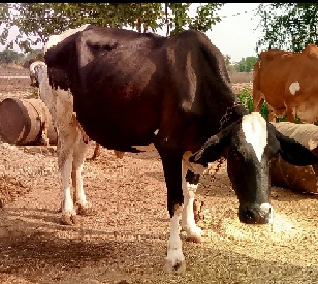 જસદણ જર્સી ગાય પેલું વેતર વેચવાની છ