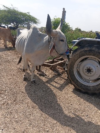 બળદ