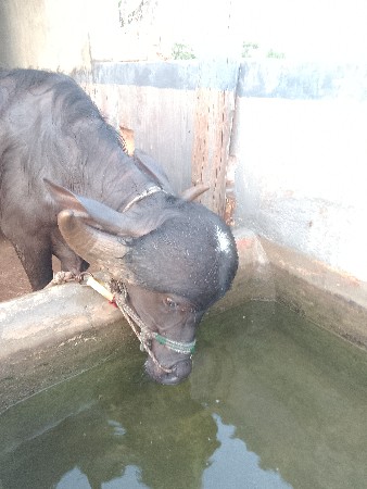આ ખડેલિ વેચવાનિ છે