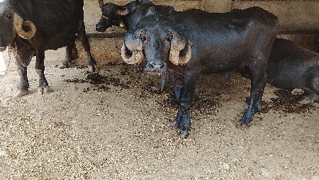પાડો વેચવાનો છે