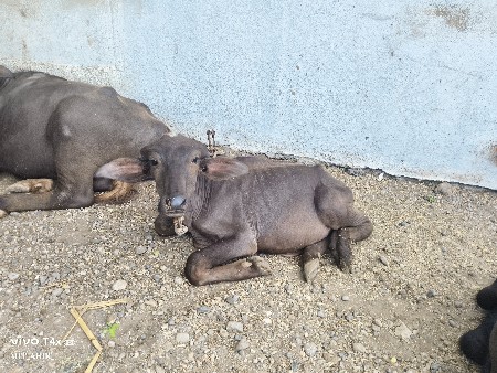 પાડો વેચવાનો છે.