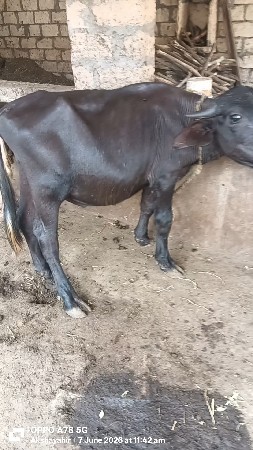 પાડો