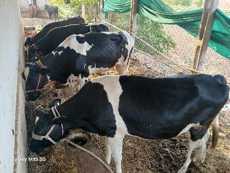 બીજદાન કરાવેલા