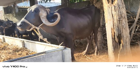 ભેંશ વેચવાની છે