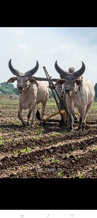 ગોઢલા