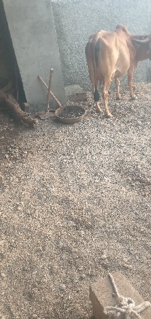 ગાય