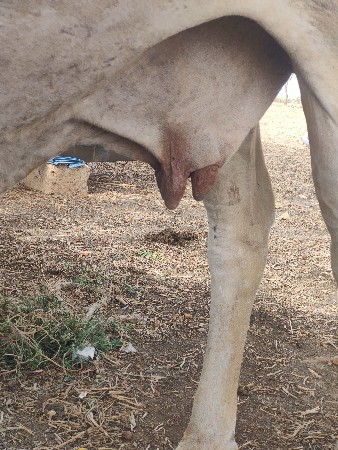 ગાય વેચવાની છે