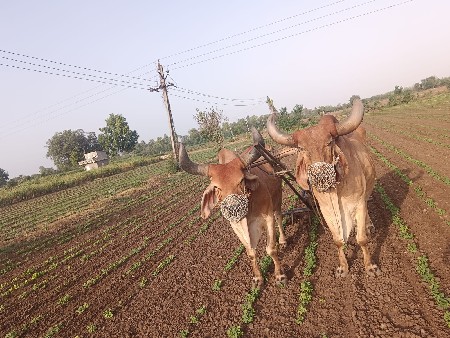 બળદ