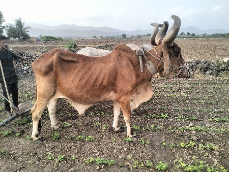 બળદ વેચવાના છે