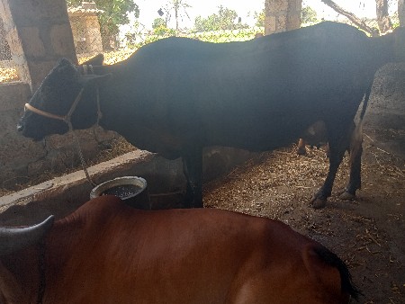 hf ગાય વેચવાની છે   9773419736
