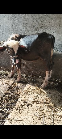 પાડો વેચવા નો છે