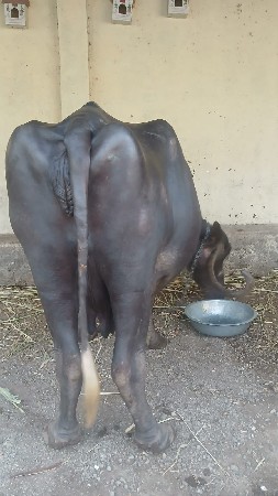 ભેંસ