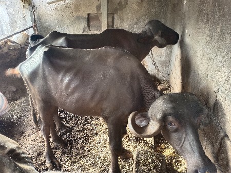1 ભેંસ 1 બે મહિના કાઢશે 2 ખડેલા