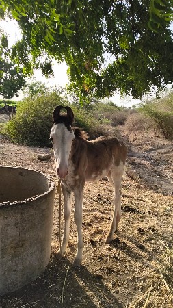 વસેરો વેસવાનો સે