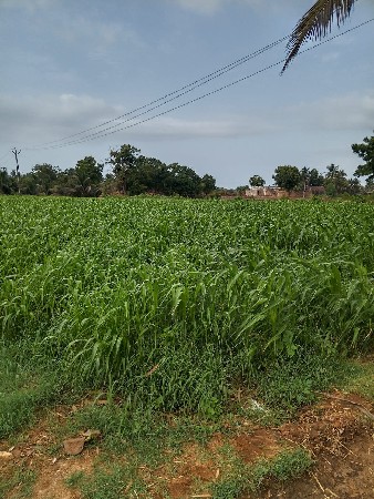 જવાર નૉ સારો વeશ્વા નો સે