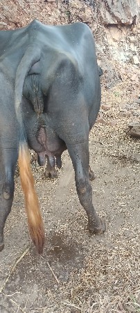 bhesa બેસવાની  se