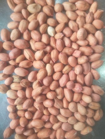 BT 32 કોરી વરસાદ  પછી ઉપાડેલી મગફળી