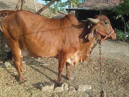 વેશવાની સે