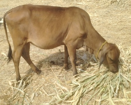 બાવલી ઓડકી ગાભની છે