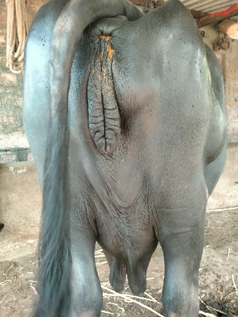ભેંસ વેચવાની છે
