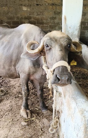પેલાવેતનિ ખળેલિ છે