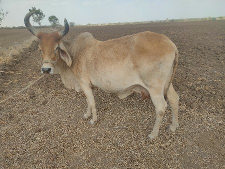 ગાય વેચવાની છે