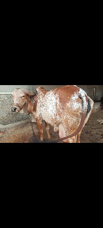 ગાય વેસવાની સે.