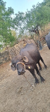 ખડૅલી વૅચવાની છે પેલુવૅતર