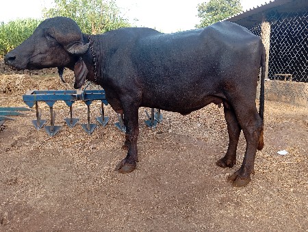 ખડેલી વેચવાની છે