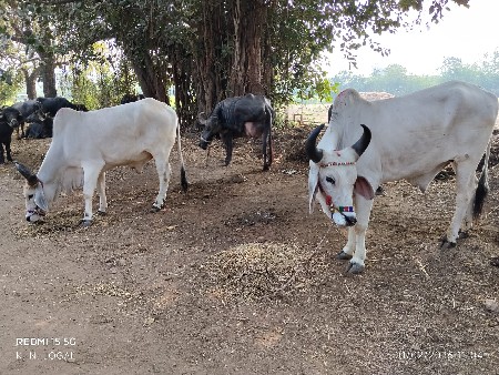 બળદ