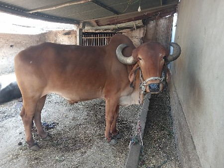 વેચવાનો છે